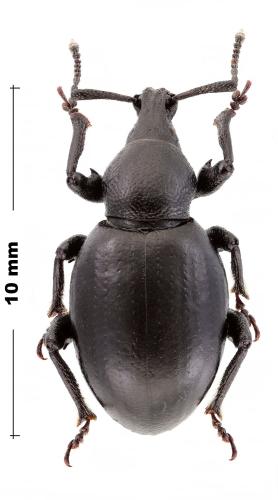 Réf. 316 204 : Otiorhynchus molytoides